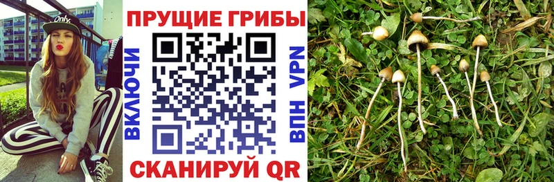 Галлюциногенные грибы Psilocybe  купить   Буинск 